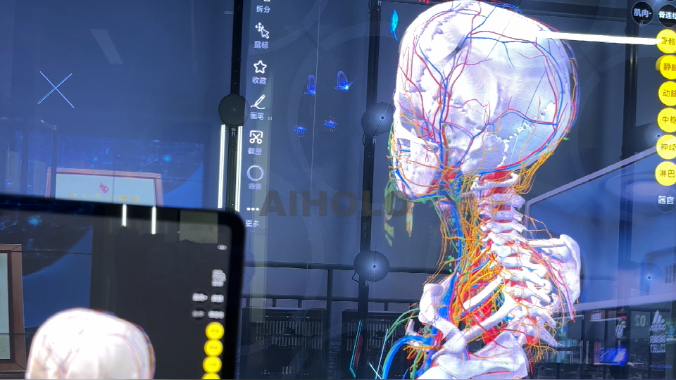 Anatomy in 3D Live Layered Human Body Demo on Holographic Wall